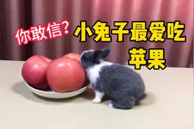 据说：小兔子最爱吃苹果，帅小伙实测视频封面