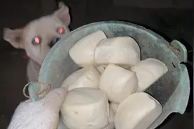 喂狗日常（馒头）