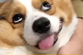 柯基的咬人概率很高？视频封面