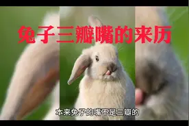 《兔子三瓣嘴的来历》兔子为什么会是三瓣嘴呢？视频封面