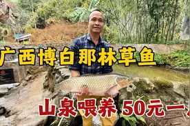 广西博白那林草鱼，山泉水养鱼只喂草，一斤50元一条鱼950块视频封面
