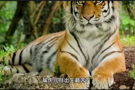 一月虎事业苦，二月虎爱情苦，三月虎退休苦，属虎几月出生最苦？视频封面