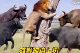 雄狮捕猎水牛，被水牛逼上树了！视频封面
