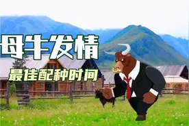 母牛发情后装牛什么时间最准？视频封面