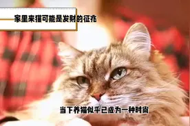 家里来猫可能是发财征视频封面