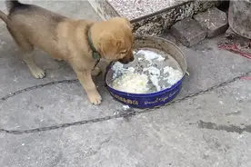 一个多月大小狗崽，五谷杂粮粥都不吃，天天被链子栓着，太可怜了视频封面