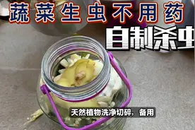 种菜不再用杀虫药了，教你自制杀虫水，害虫死光光蔬菜长势旺视频封面