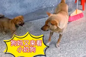 小奶狗送人后，狗妈妈经常来看它，动物界的母爱也很伟大