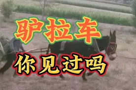 驴拉车！驴拉磨！70后童年的那些快乐的回忆你还有那些@田哥传媒视频封面
