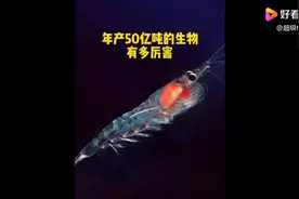 南极鳞虾油对人身体是有好处的