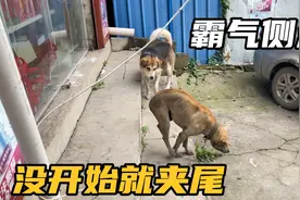 狗王大花霸气侧漏，单凭气势就吓得夹住尾巴，最后不得不落荒而逃视频封面