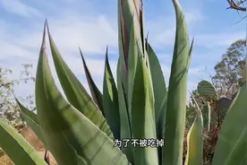 纯野生甘蔗 高耸入云的纯野生甘蔗，细腻到入口即化的果肉视频封面