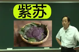 倪海厦讲本草：紫苏
