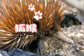 狐猴，直立行走，它走路是这样式的，打坐，盘腿样样都行视频封面