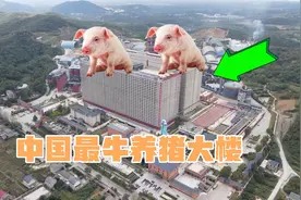 中国最牛养猪大楼，高26层，内部设有多部电梯，网友戏称八戒大厦视频封面