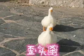 🦆🦆鸭子为啥 喜欢歪头杀🤣