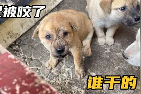 虎斑幼犬突然惨叫不止，大狗们一脸无辜谁都不认账，会是谁干的？
