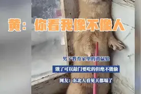 男子训诫黄鼠狼：饿了就敲门，别偷啊！网友：东北爷们真硬核！视频封面