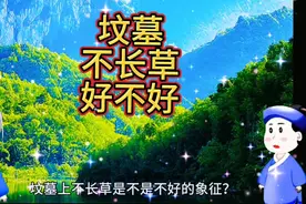 清明节扫墓看看坟地长不长草，不长草有什么寓意视频封面