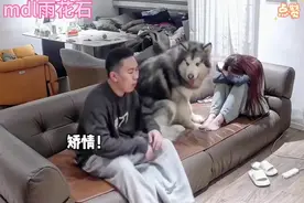 狗狗与主人相伴时光：那些触动心灵的瞬间，泪目了无数人。视频封面