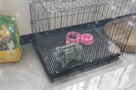 新宠馒头视频封面