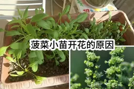菠菜小苗开花的原因视频封面