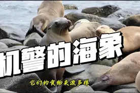 遇到危险时，海象警报员是怎样给同伴发警示信息的？视频封面