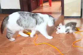 事实证明，不要指望公猫在家带孩子，打到你模糊！视频封面