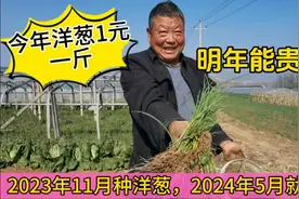 现在种洋葱明年5月份就能收获，可惜今年1元一斤，明年能贵吗？