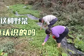 在贵州被公认为最好吃的野菜，刚出来就被抢光了，很多人不认识!视频封面