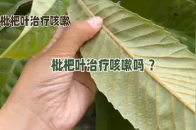 枇杷叶治疗咳嗽吗？新叶与陈叶的选择与注意事项，科普一下视频封面