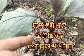 茄子摘叶打叉全流程操作，让你看的明明白白，多年老经验