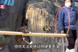 生活不易猫咪卖艺，拒绝动物表演，但拒绝不了动物硬要表演视频封面