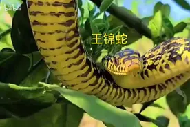 王锦蛇又名菜花蛇，无毒并且凶猛！