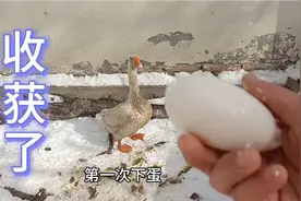 鹅只要喂的好了，再冷的天都会两天下一颗蛋。视频封面