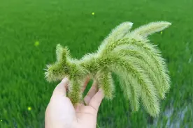 狗尾巴草编九尾狐教程，用狗尾巴草编只九尾狐玩玩吧！视频封面