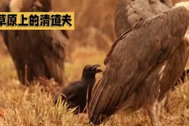 草原上的清道夫——秃鹫有多可怕？视频封面