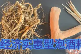实惠型，半斤20年林下参一个小鹿茸370克，枸杞海龙泡15到20斤酒视频封面