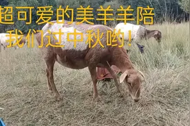 超可爱的美羊羊，陪我过中秋哟！超开心！视频封面