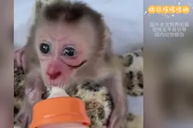 猴哥发癫吵到小孩睡觉，印尼主人出手教训，失控差点送去猴星。视频封面