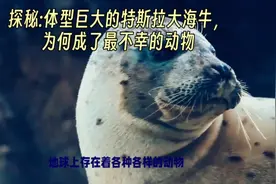 探秘:体型巨大的特斯拉大海牛，为何成了最不幸的动物视频封面