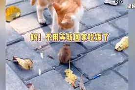 老鼠为啥怕猫？视频封面
