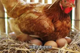 为什么母鸡下蛋时要叫“咯咯哒”呢？