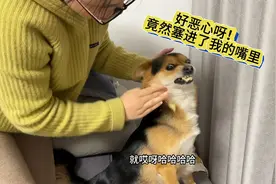 主人吃榴莲惨遭狗狗嫌弃，当主人把榴莲塞进狗嘴里时，你们都别笑视频封面