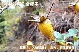 “补肾益精”金樱子的功效作用