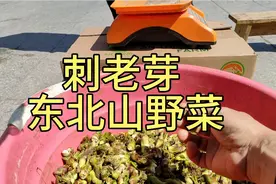 刺老芽东北山野菜，又到了吃山野菜的季节了，你们吃过吗？视频封面