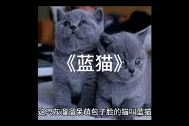每天认识一种猫，关于蓝猫