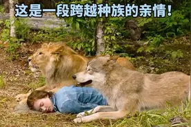 跨越种族的亲情，好感人！《狼与狮子》视频封面