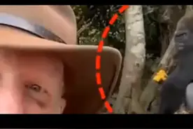 大猩猩进化视频封面