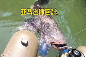 在亚马逊河钓巨型鲶鱼，潜入水底发现居然有条更大的。视频封面